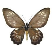 ORNITHOPTERA PRIAMUS POSEIDON FEMALE